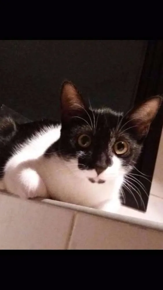 Gato ra a SRD idade 2 a 6 meses nome Pedrita