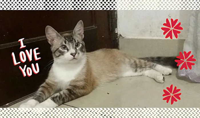 Gato ra a Srd idade 2 anos nome Sansao