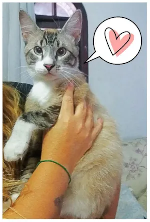 Gato raça Srd idade 2 anos nome Sansao