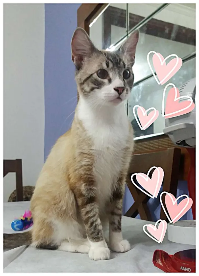 Gato ra a Srd idade 2 anos nome Sansao