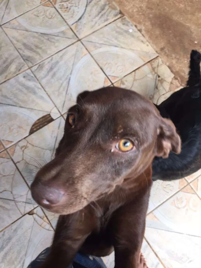 Cachorro ra a Vira Lata idade 7 a 11 meses nome Mel