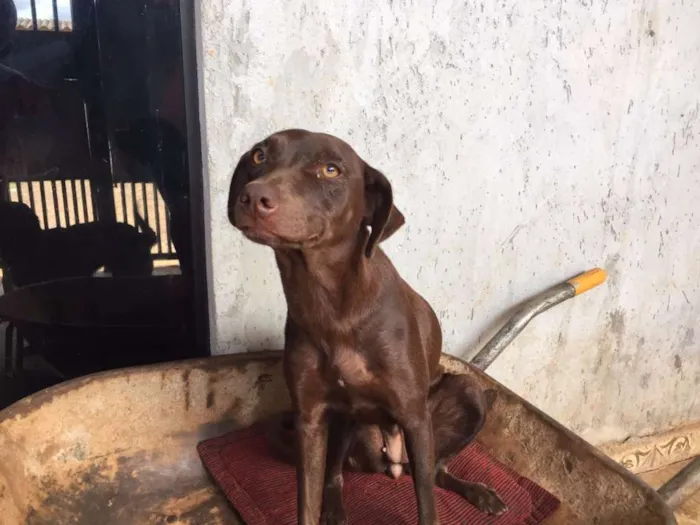 Cachorro ra a Vira Lata idade 7 a 11 meses nome Mel