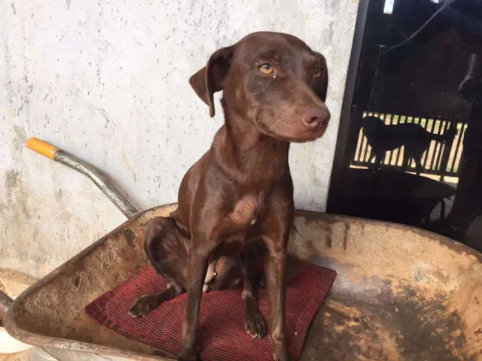 Cachorro ra a Vira Lata idade 7 a 11 meses nome Mel