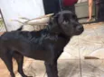 Pretinha
