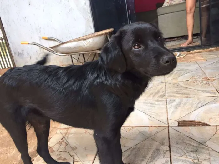 Cachorro ra a Vira lata idade 7 a 11 meses nome Pretinha