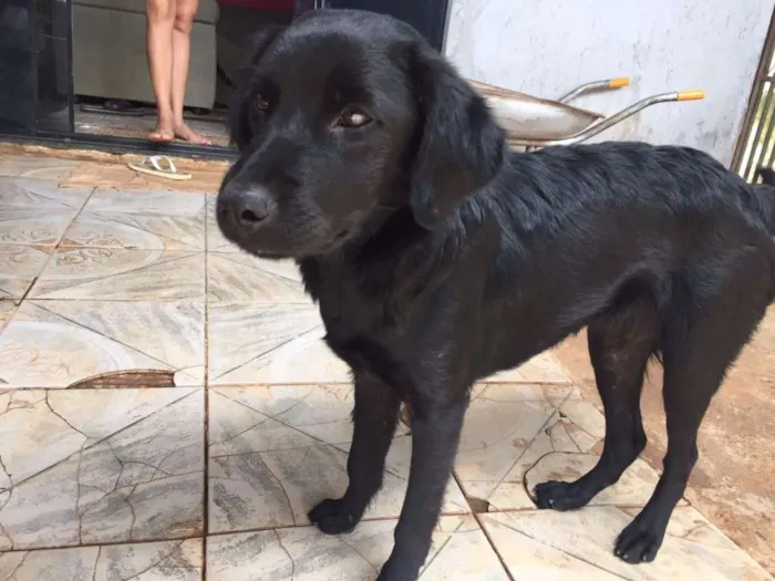 Cachorro ra a Vira lata idade 7 a 11 meses nome Pretinha