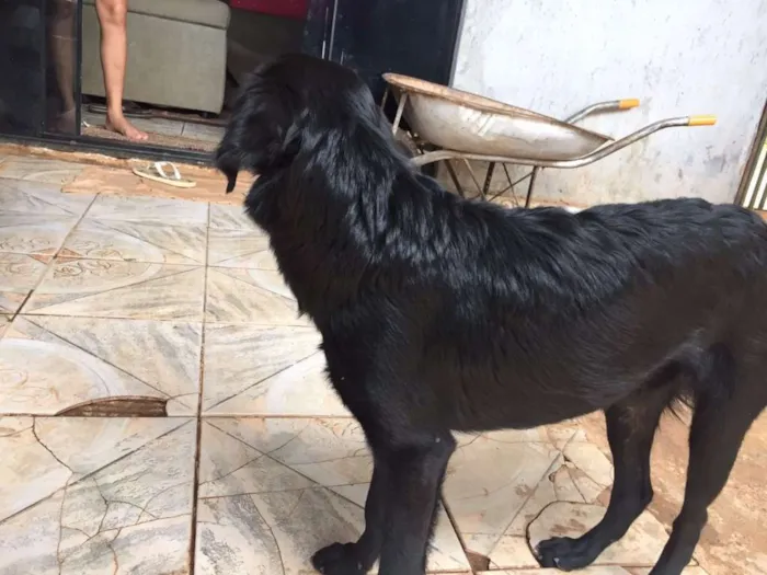 Cachorro ra a Vira lata idade 7 a 11 meses nome Pretinha