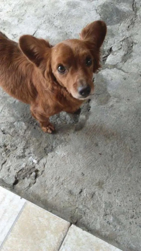Cachorro ra a Indefinida idade 4 anos nome Joao