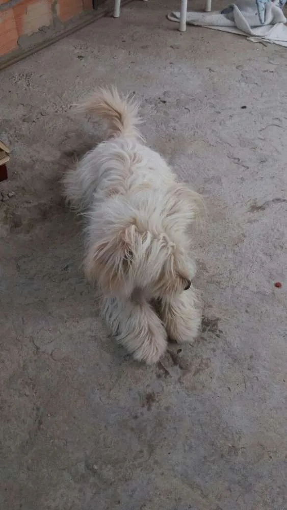 Cachorro raça  idade 1 ano nome ENZO