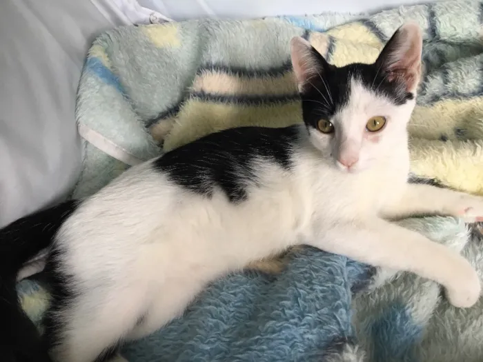 Gato ra a SRD idade 2 a 6 meses nome Chantilly