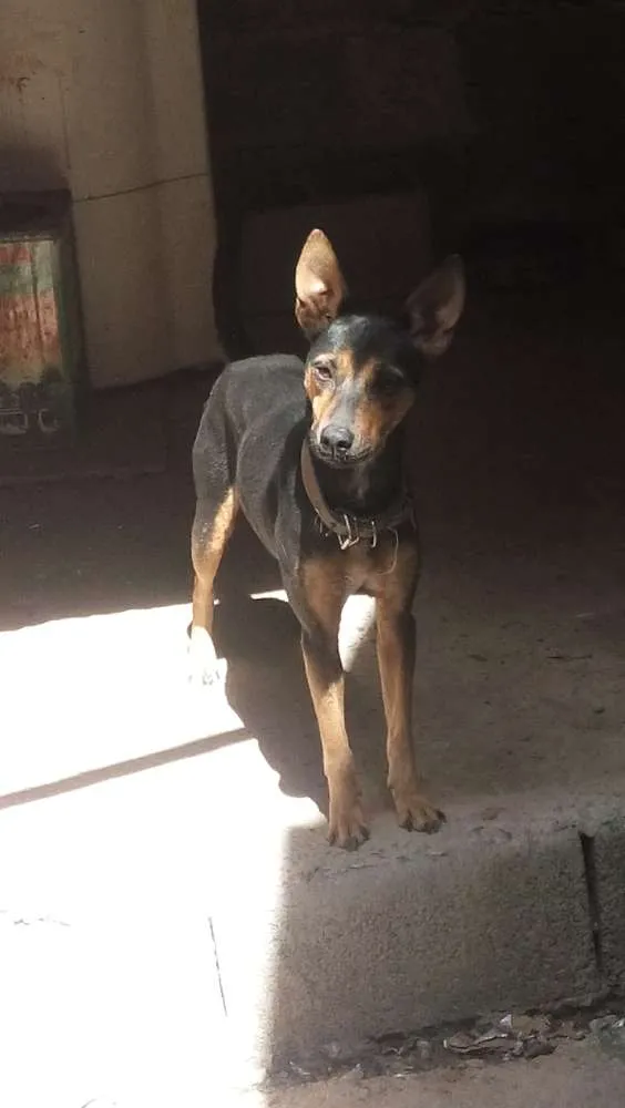 Cachorro raça mista idade 2 anos nome Belinha