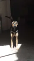 Belinha
