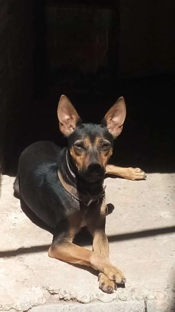 Cachorro raça mista idade 2 anos nome Belinha