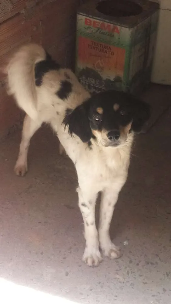 Cachorro raça mista idade 7 a 11 meses nome Kiara