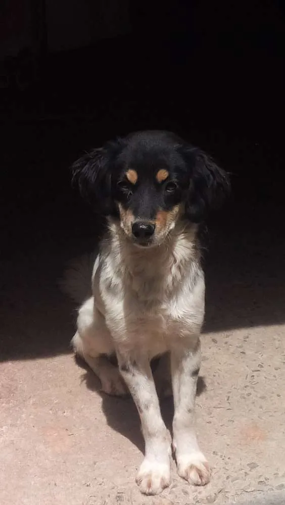Cachorro raça mista idade 7 a 11 meses nome Kiara
