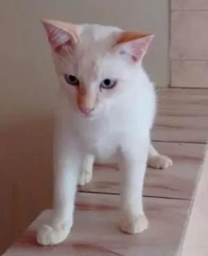 Gato raça SRD idade 2 a 6 meses nome Gatinhos