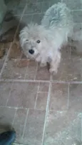 Belle