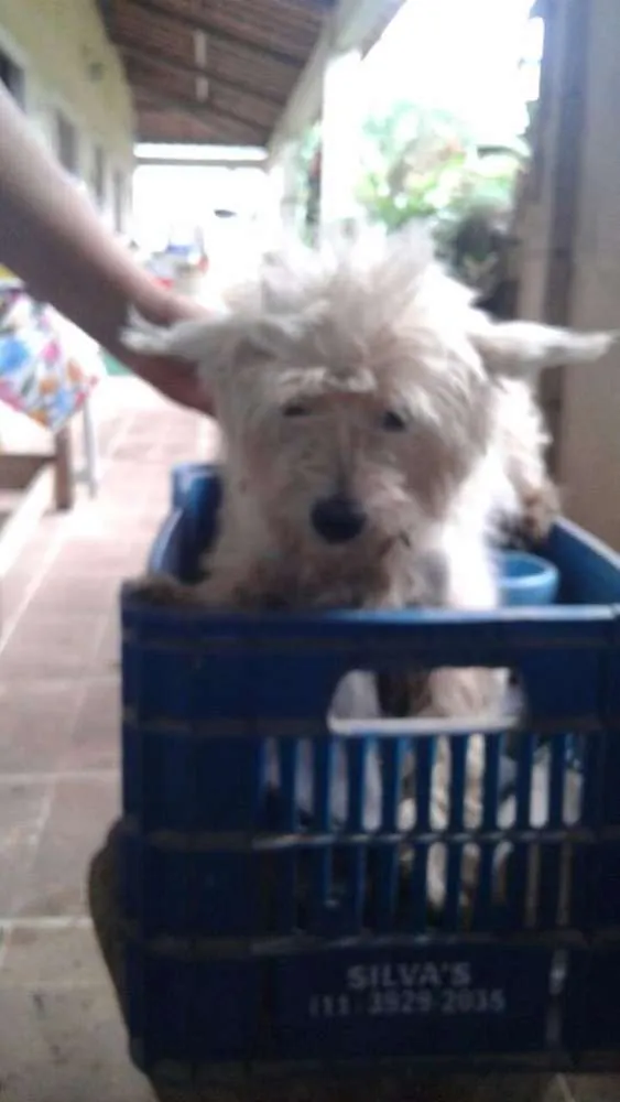 Cachorro ra a Poodle idade 2 anos nome Belle