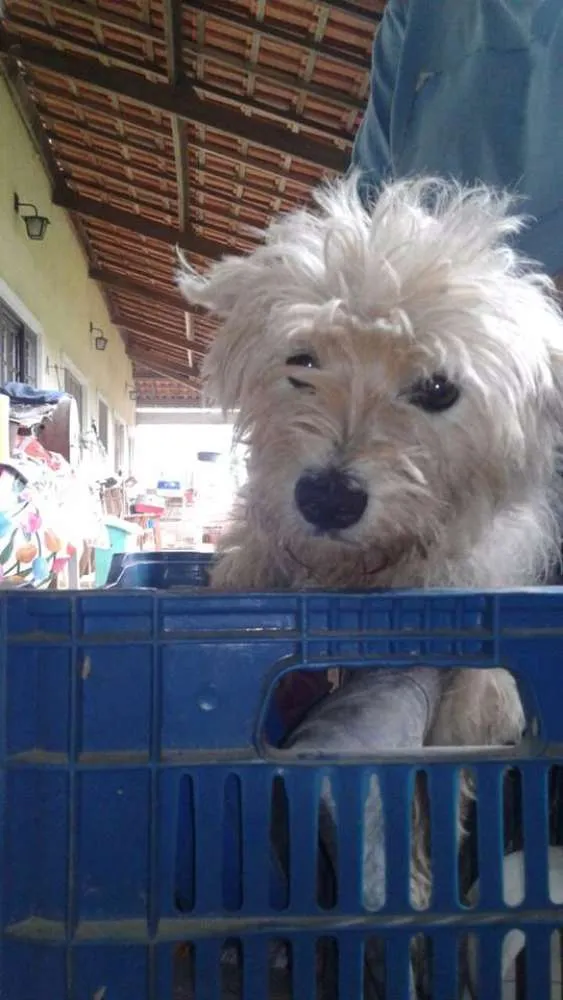Cachorro ra a Poodle idade 2 anos nome Belle