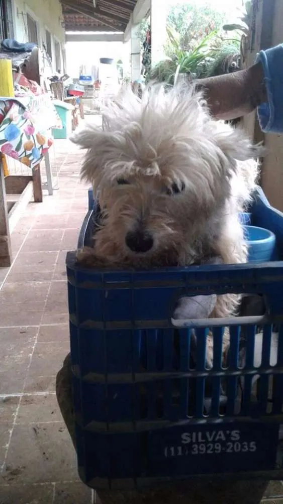 Cachorro ra a Poodle idade 2 anos nome Belle