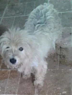Cachorro raça Poodle idade 2 anos nome Belle