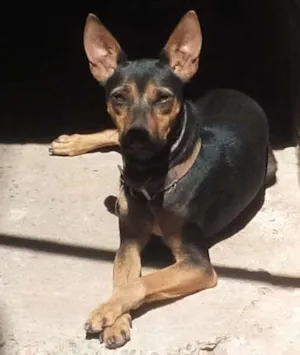 Cachorro raça mista idade 2 anos nome Belinha