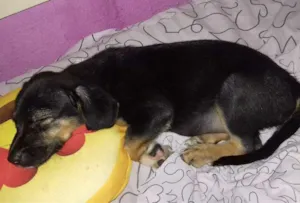Cachorro raça Vira lata idade 2 a 6 meses nome Mel