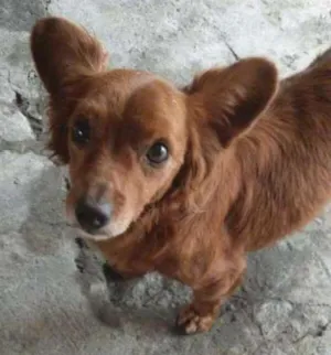 Cachorro raça Indefinida idade 4 anos nome Joao