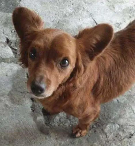 Cachorro ra a Indefinida idade 4 anos nome Joao