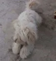 ENZO
