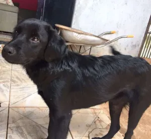 Cachorro raça Vira lata idade 7 a 11 meses nome Pretinha