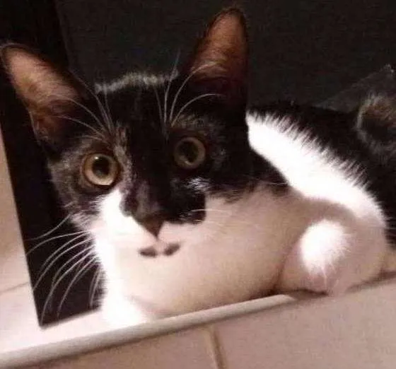 Gato ra a SRD idade 2 a 6 meses nome Pedrita