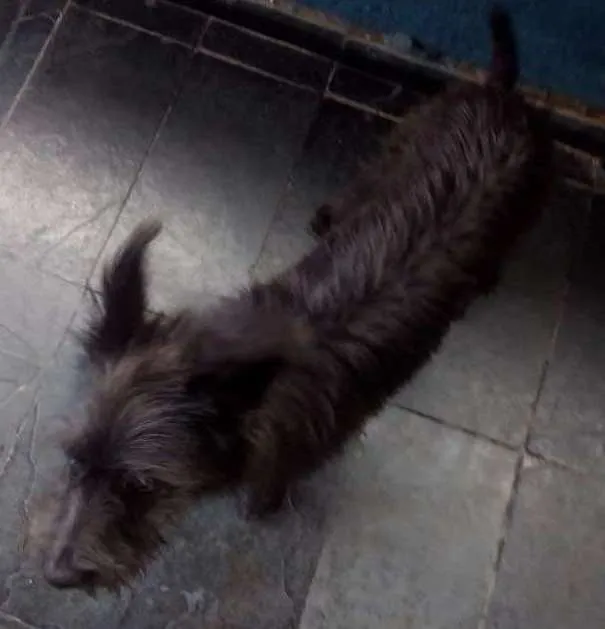 Cachorro ra a Viralata idade 7 a 11 meses nome Pitucha