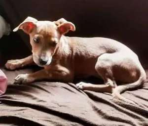 Cachorro raça Vira-lata idade 2 a 6 meses nome Belinha