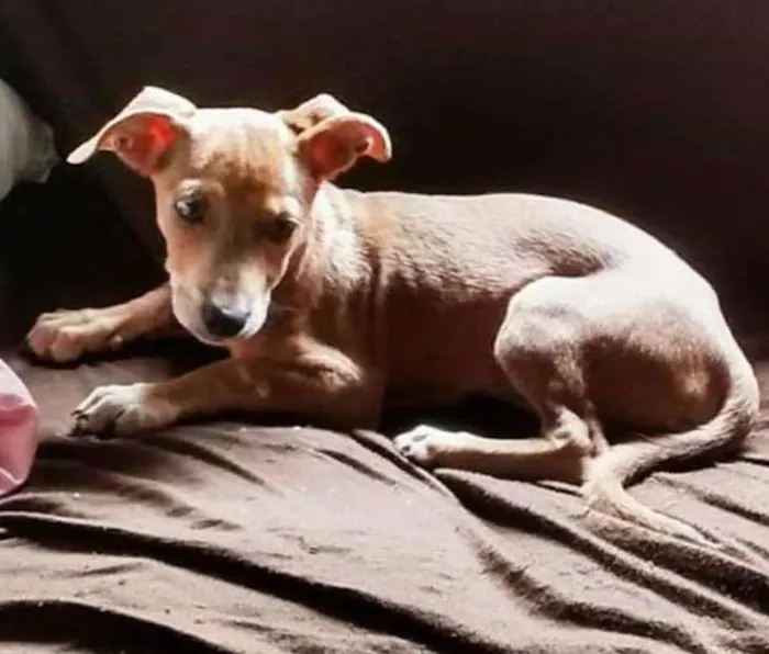 Cachorro ra a Vira-lata idade 2 a 6 meses nome Belinha