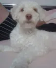 Bob