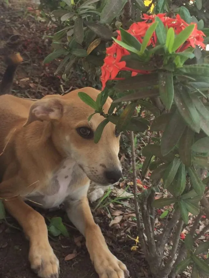 Cachorro ra a Vira-lata  idade 2 a 6 meses nome Mel