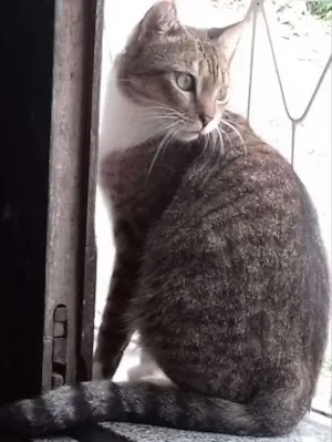 Gato raça srd idade 1 ano nome meia