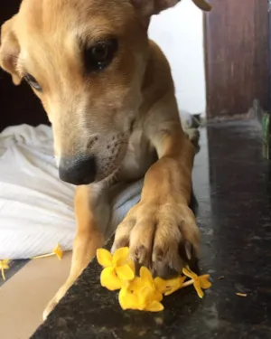 Cachorro raça Vira-lata  idade 2 a 6 meses nome Mel