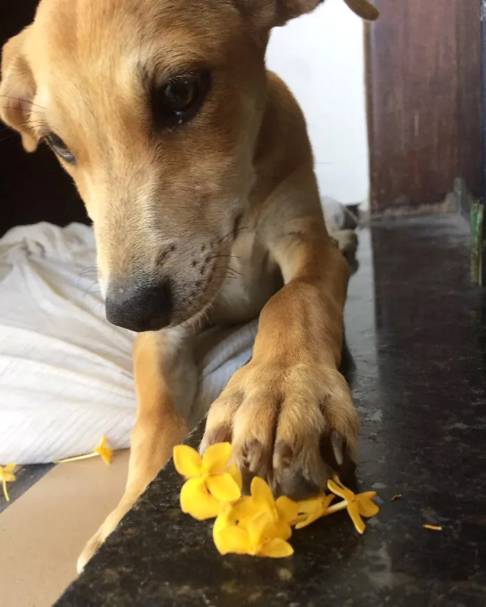 Cachorro ra a Vira-lata  idade 2 a 6 meses nome Mel