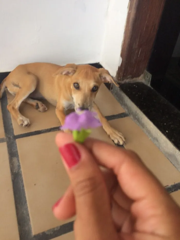 Cachorro ra a Vira-lata  idade 2 a 6 meses nome Mel