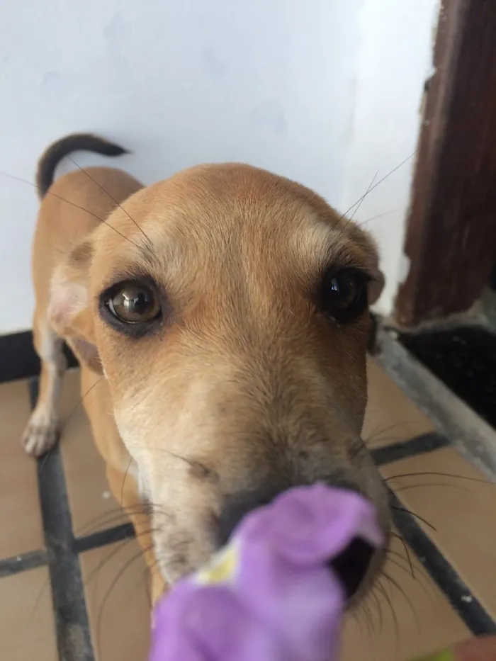 Cachorro ra a Vira-lata  idade 2 a 6 meses nome Mel