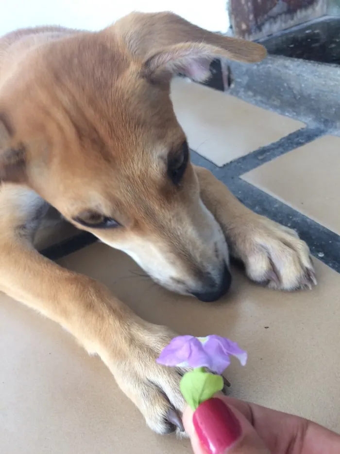 Cachorro ra a Vira-lata  idade 2 a 6 meses nome Mel