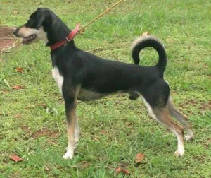 Cachorro raça SDR idade 3 anos nome Pingo 