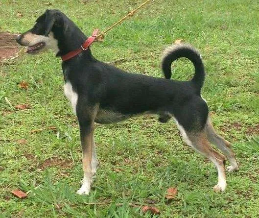 Cachorro ra a SDR idade 3 anos nome Pingo 