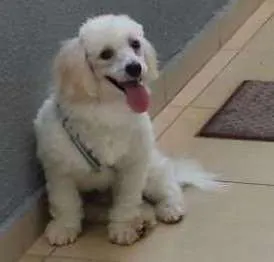 Cachorro ra a Poodle idade 7 a 11 meses nome TED