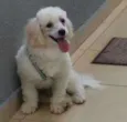 TED