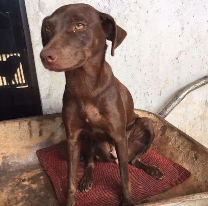 Cachorro ra a Vira Lata idade 7 a 11 meses nome Mel