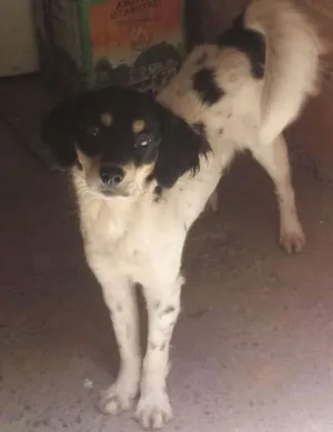 Cachorro raça mista idade 7 a 11 meses nome Kiara