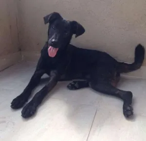 Cachorro raça Indefinida idade 7 a 11 meses nome Nina 